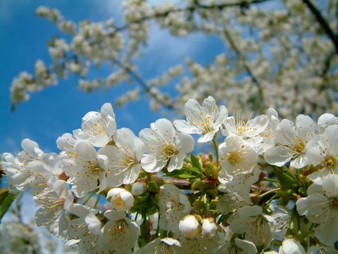 Blüten im Patientengarten