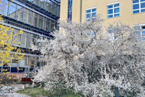 Weiß blühendes Wunder: Der Pflaumenkirschbaum im Patientengarten des Krankenhaus St. Joseph-Stift Dresden steht jetzt im März in voller Blüte.