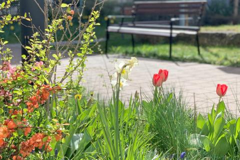 Ostern 2024: Bild aus dem Patientengarten des St. Joseph-Stift, im Vordergrund Frühblüher, im Hintergrund eine Bank im Sonnenlicht.