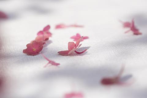 Fallende Blütenblätter: Stimmung, Atmosphäre, als Synonym für Verblühen, Früh- und Fehlgeburten