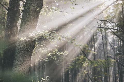 Sonnenlicht fällt durch die dichten grünen Baumkronen in einem Wald.