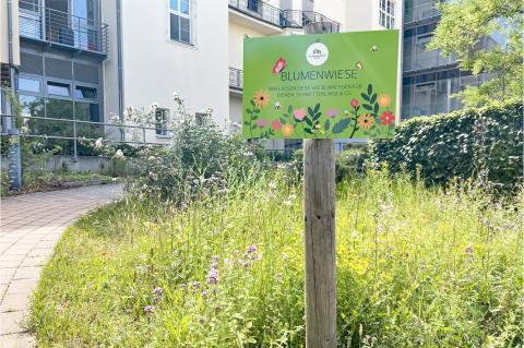 Hinweisschild "Wildblumenwiese" im Patientengarten des St. Joseph-Stift in Dresden.