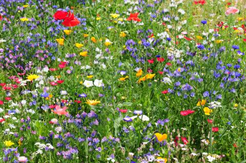 Wildblumenwiese in vielen bunten Farben und voller Blüte.
