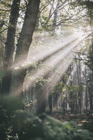 Sonnenlicht fällt durch die dichten grünen Baumkronen in einem Wald.