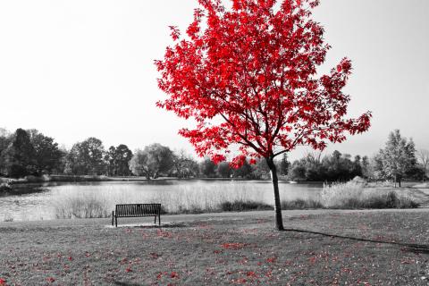 Leuchtender Herbstbaum in schwarz-weiß-Landschaft. Image Lebensabend, Lebensende in Verbindung mit Palliativ Care.