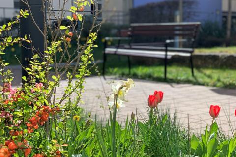 Ostern 2026: Ostergruß der Seelsorge und des St. Joseph-Stifts. Blick in den Patientengarten, Frühblüher, Tulpen, Sonnenschein, im Hintergrund eine Bank.